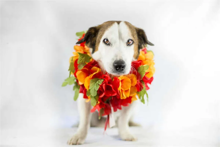 Advantage® für Hunde und Katzen: Wirkung, Anwendung & Tipps vom Profi