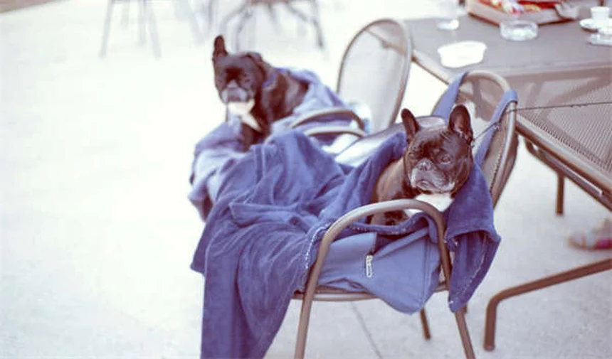 Kopfschiefhaltung beim Kaninchen: Ursachen & Soforthilfe