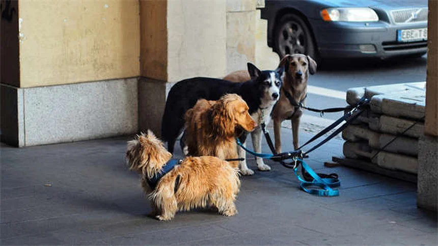 No-Pull Geschirr für Hunde: Endlich entspannte Spaziergänge!
