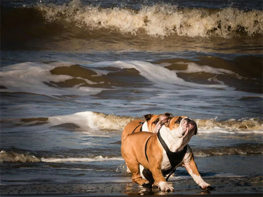 No-Pull Geschirr für Hunde: Endlich entspannte Spaziergänge!