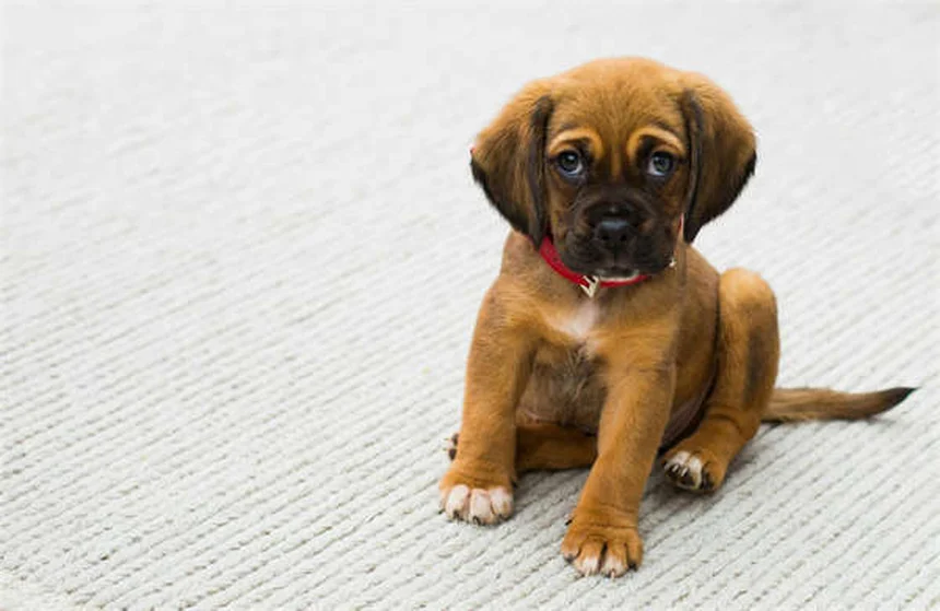 6 sichere Anzeichen: Vertraut dir dein Hund wirklich?