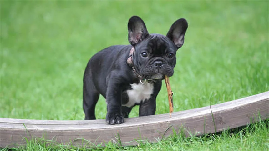 6 sichere Anzeichen: Vertraut dir dein Hund wirklich?