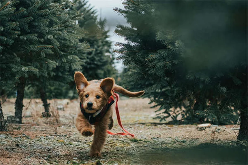 6 sichere Anzeichen: Vertraut dir dein Hund wirklich?