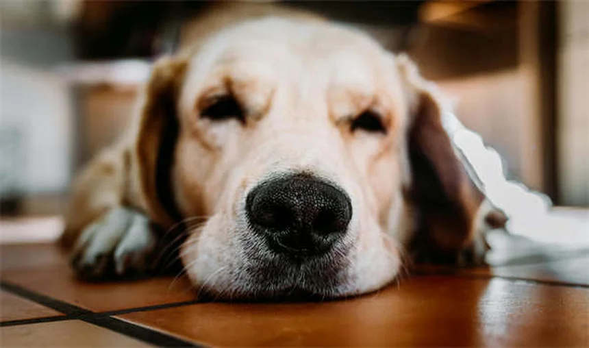 Trachealkollaps beim Hund: Symptome, Behandlung & Lebenserwartung