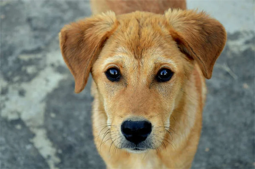 Trachealkollaps beim Hund: Symptome, Behandlung & Lebenserwartung