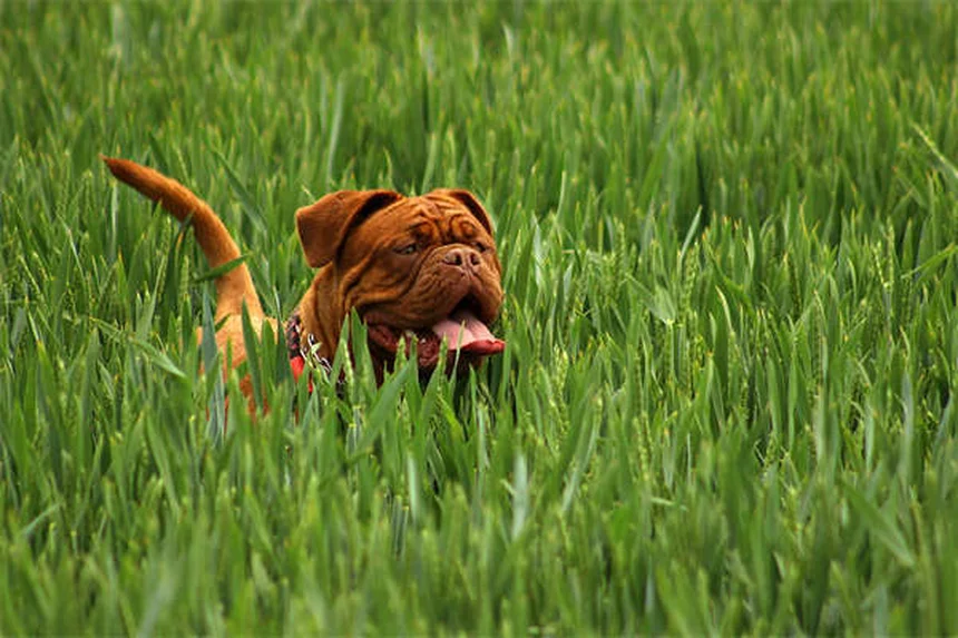 Trachealkollaps beim Hund: Symptome, Behandlung & Lebenserwartung