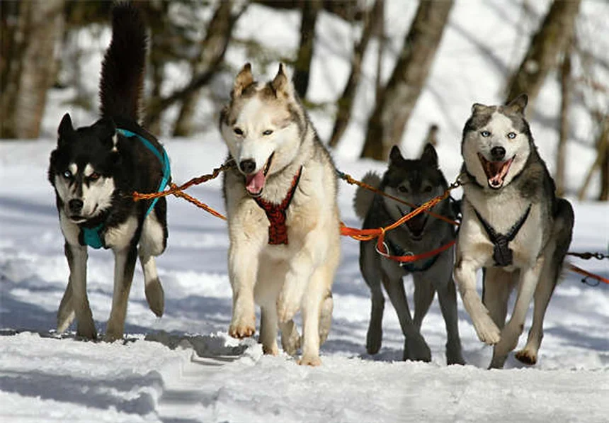 Arthritis bei Hunden: 5 bewährte Tipps gegen Gelenkschmerzen im Winter