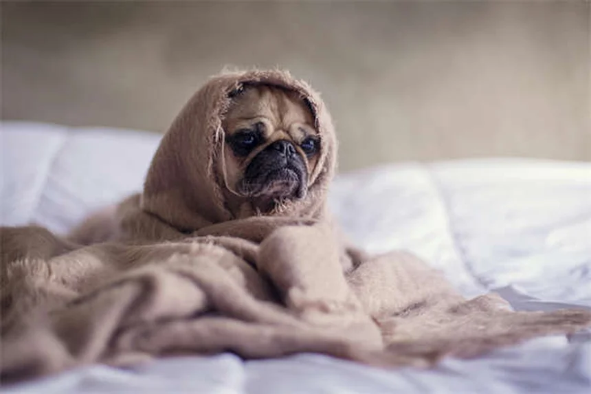 Arthritis bei Hunden: 5 bewährte Tipps gegen Gelenkschmerzen im Winter