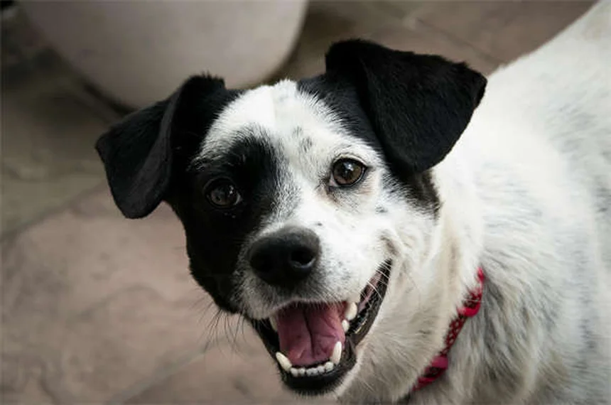 Serotonin-Syndrom beim Hund: Symptome erkennen & richtig handeln