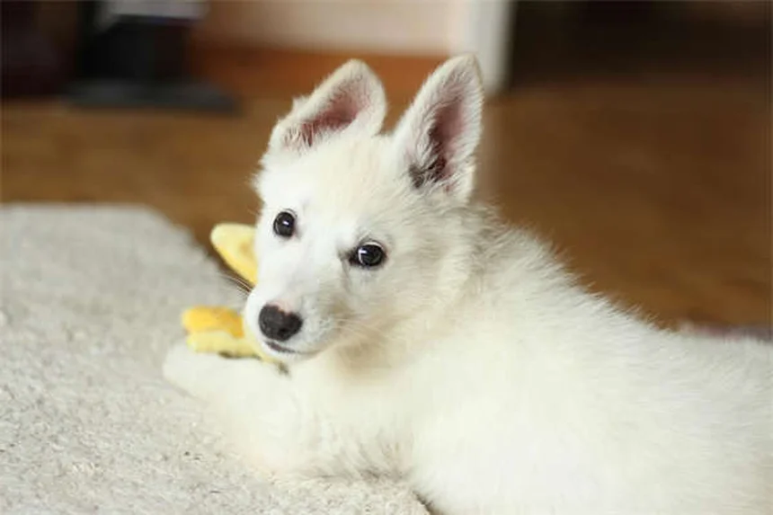 Serotonin-Syndrom beim Hund: Symptome erkennen & richtig handeln