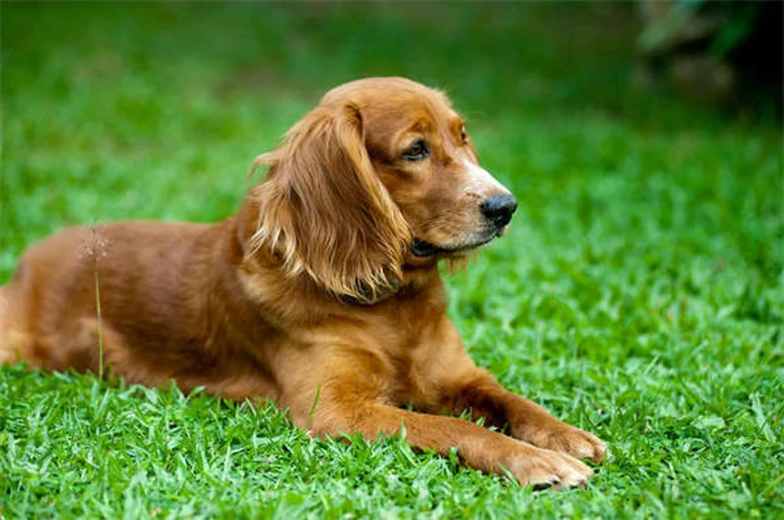 Spironolactone für Hunde: Wirkung & Nebenwirkungen erklärt
