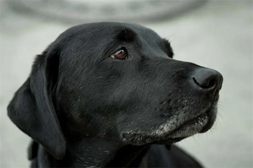 Adequan Canine für Hunde: Alles über die Gelenkspritze gegen Arthrose