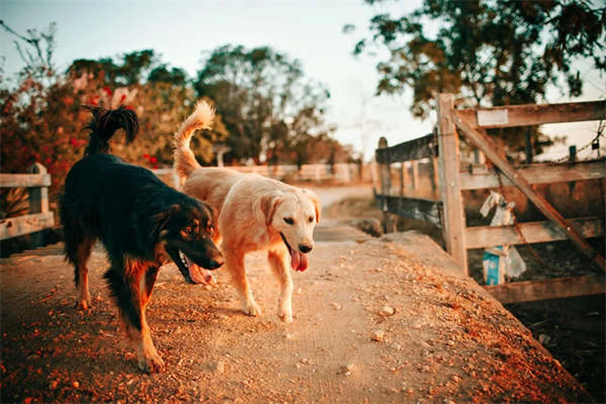 Top 10 beliebteste Hunderassen 2025: Welcher Hund passt zu dir?