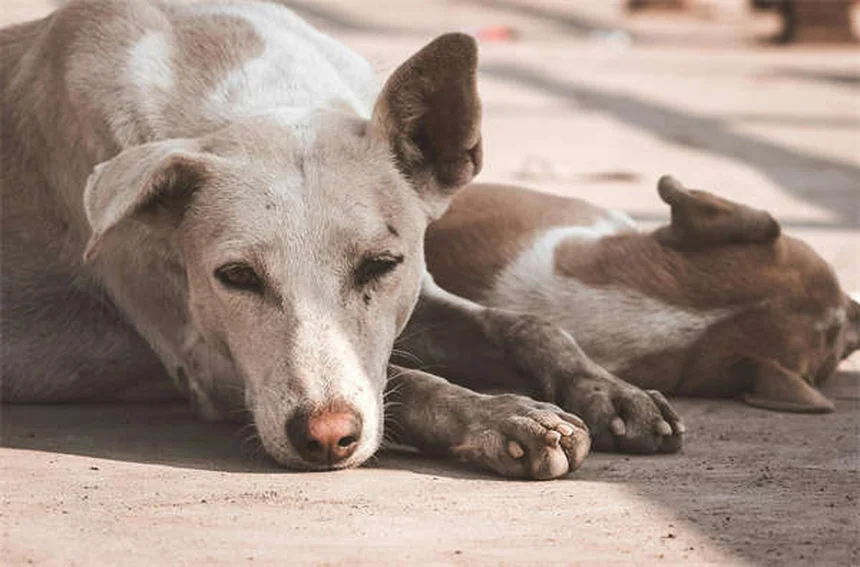 Hund erbricht: Was füttern? Die besten Tipps für Schonkost