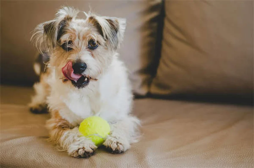 Hund erbricht: Was füttern? Die besten Tipps für Schonkost
